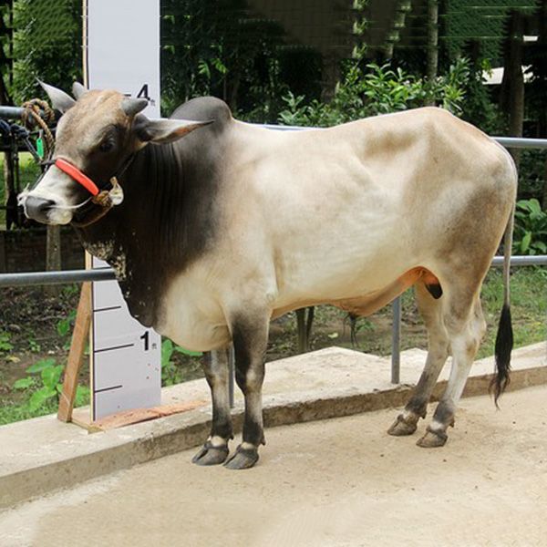 COW