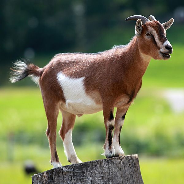 GOAT