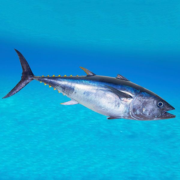 Sea Fish
