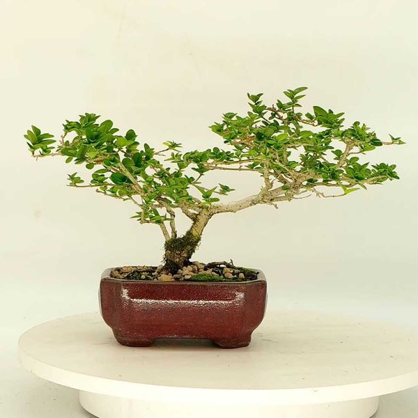 Plants