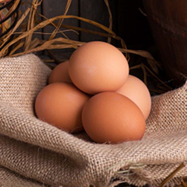 EGG