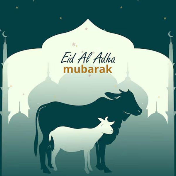 Eid-Ul-Adha Animal (Qurbani)