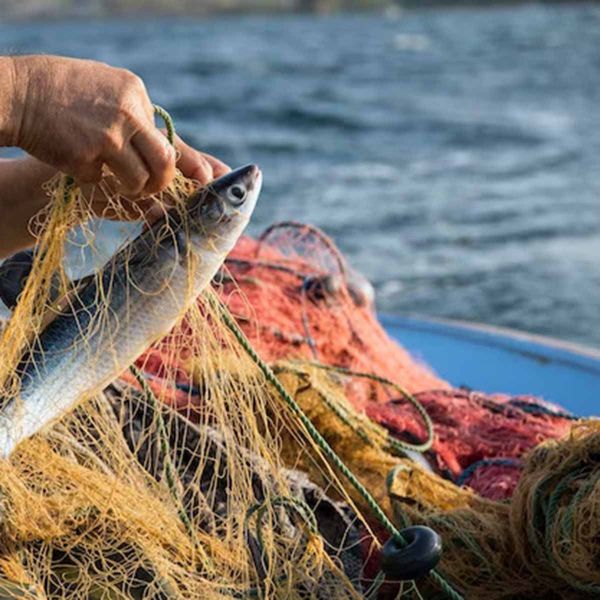 River Fish
