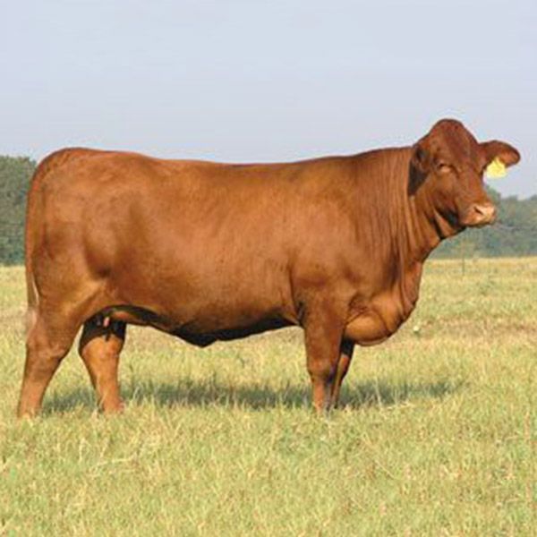Live Cattle