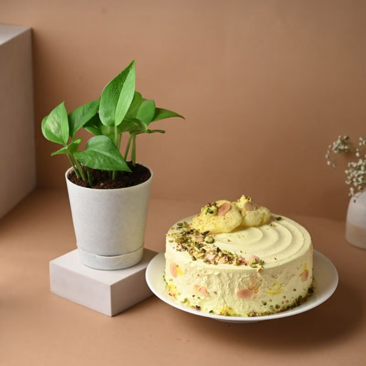 Combo with Plant and Cake