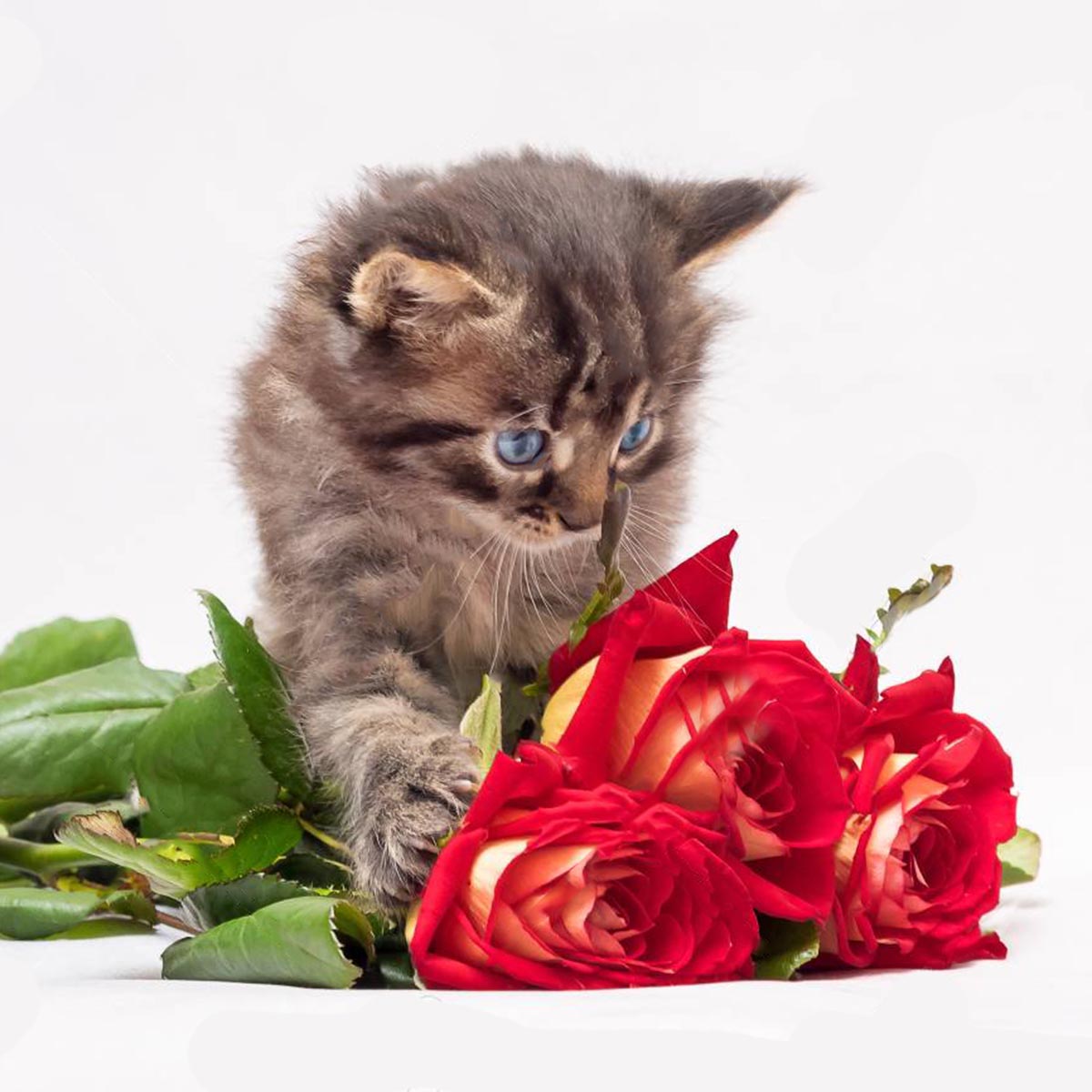 Valentine Special Combo