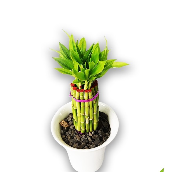Dracaena Design