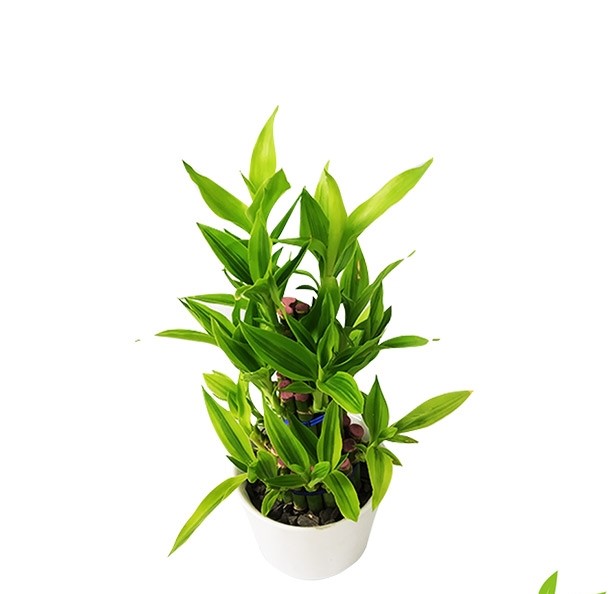 Dracaena Design