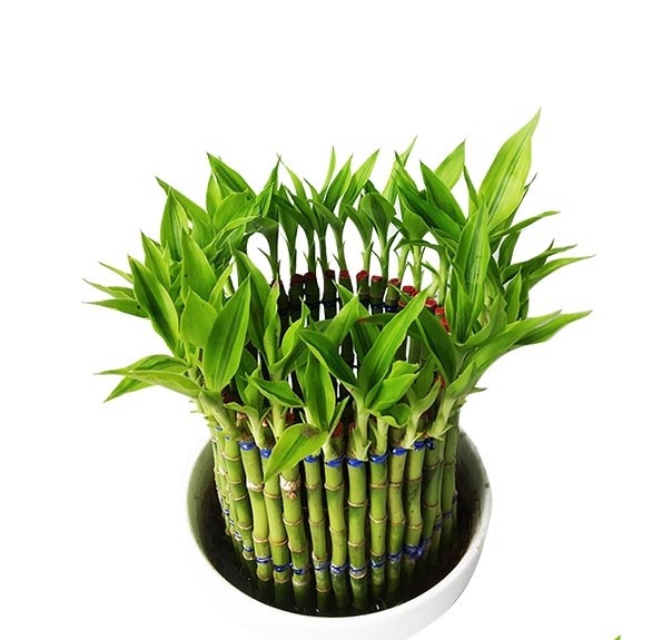 Dracaena Design