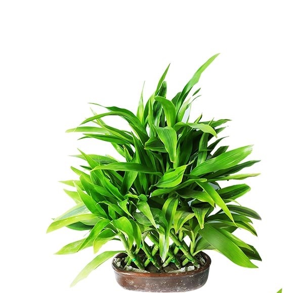 Dracaena Design