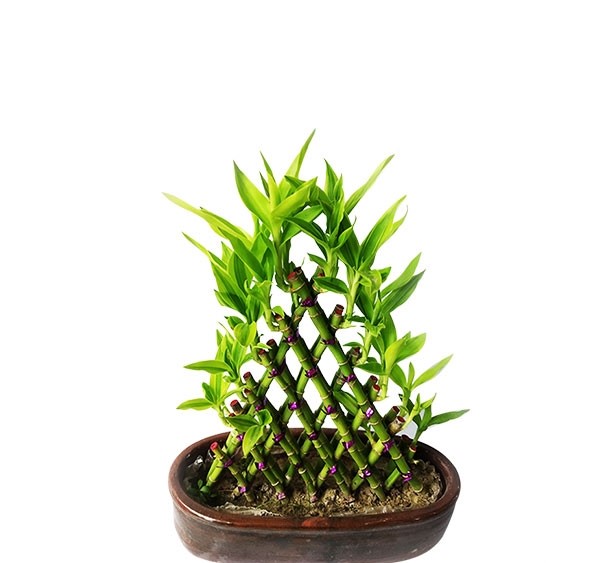 Dracaena Design