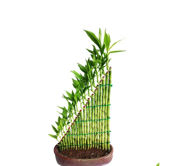 Dracaena Design