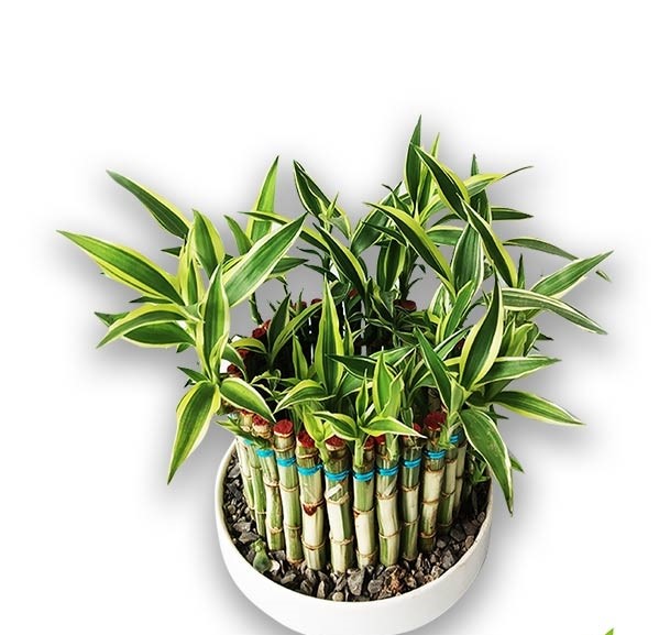 Dracaena Design
