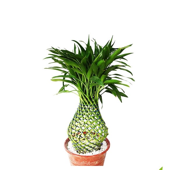 Dracaena Design