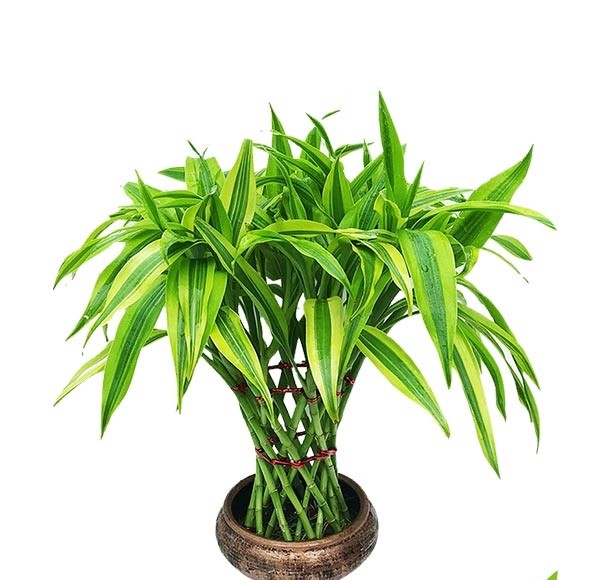 Draceana Lucky Bamboo
