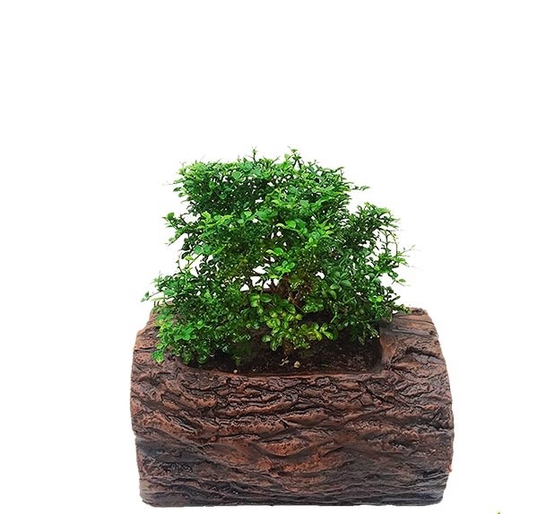 Kamini Bonsai