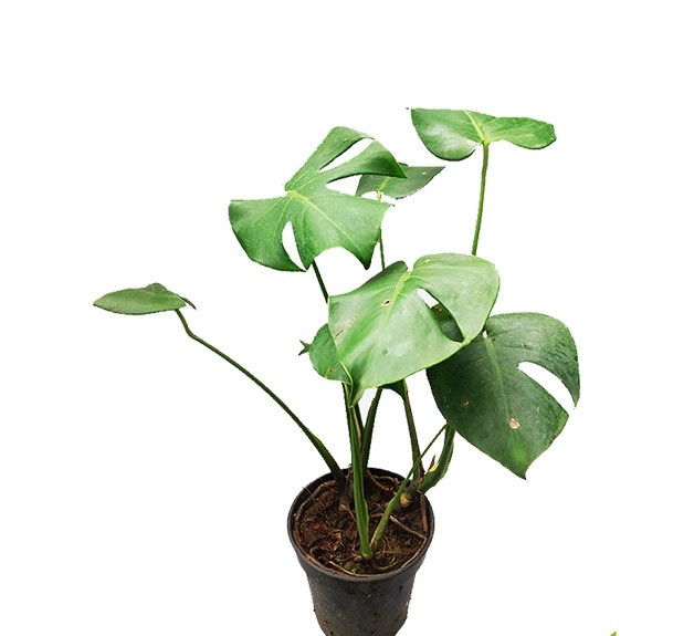 Monstera