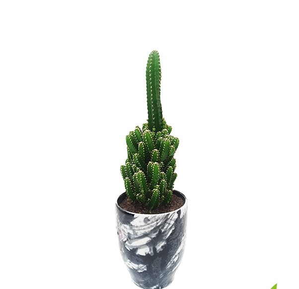 Pagoda Cactus