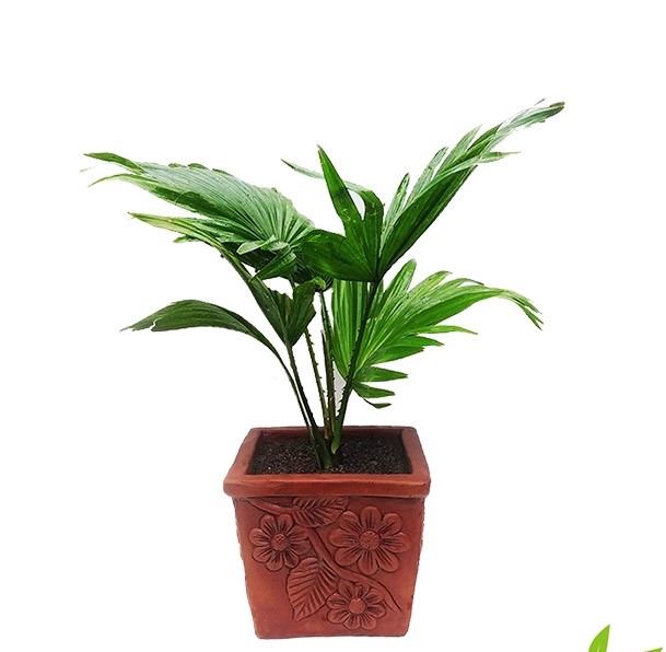 Talpalm