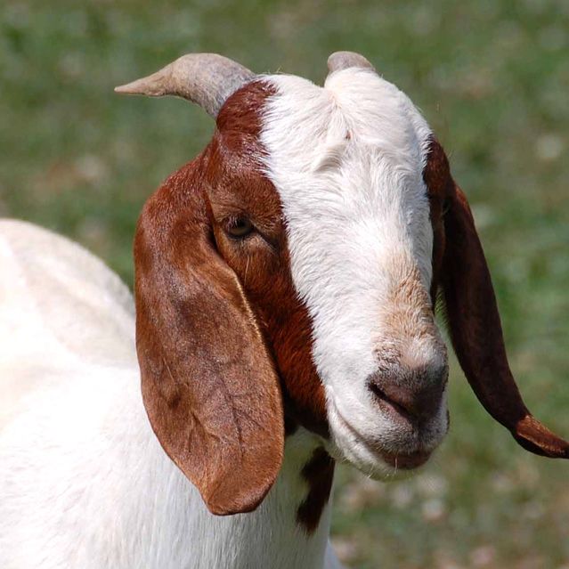 Aqiqa for Boy (2 Goats)