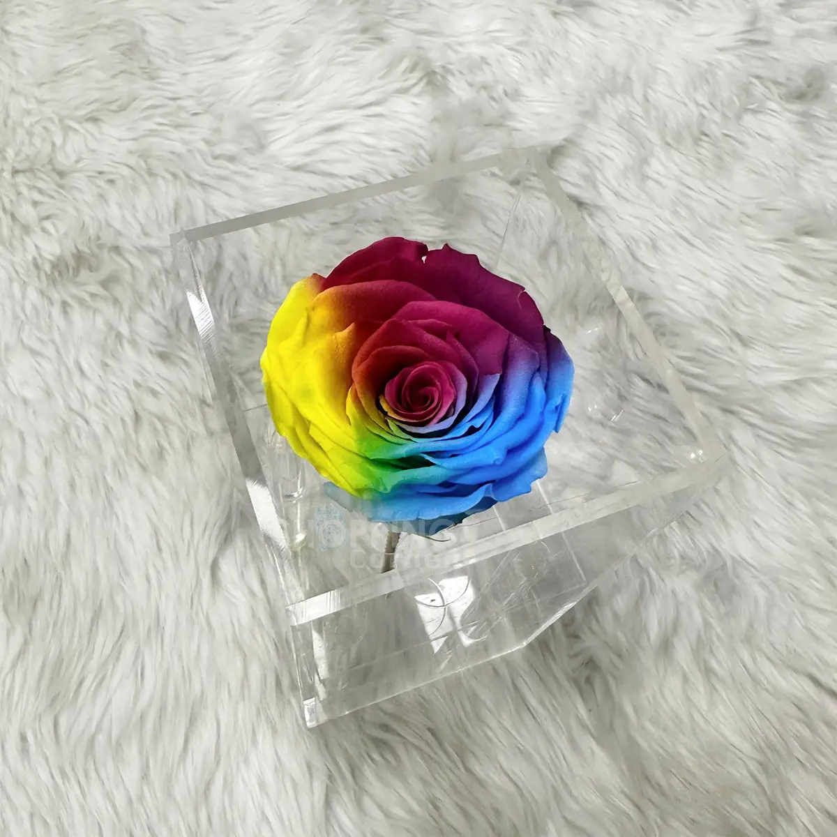Single Eternal Multi Color Preserve Rose In An Acrylic Box