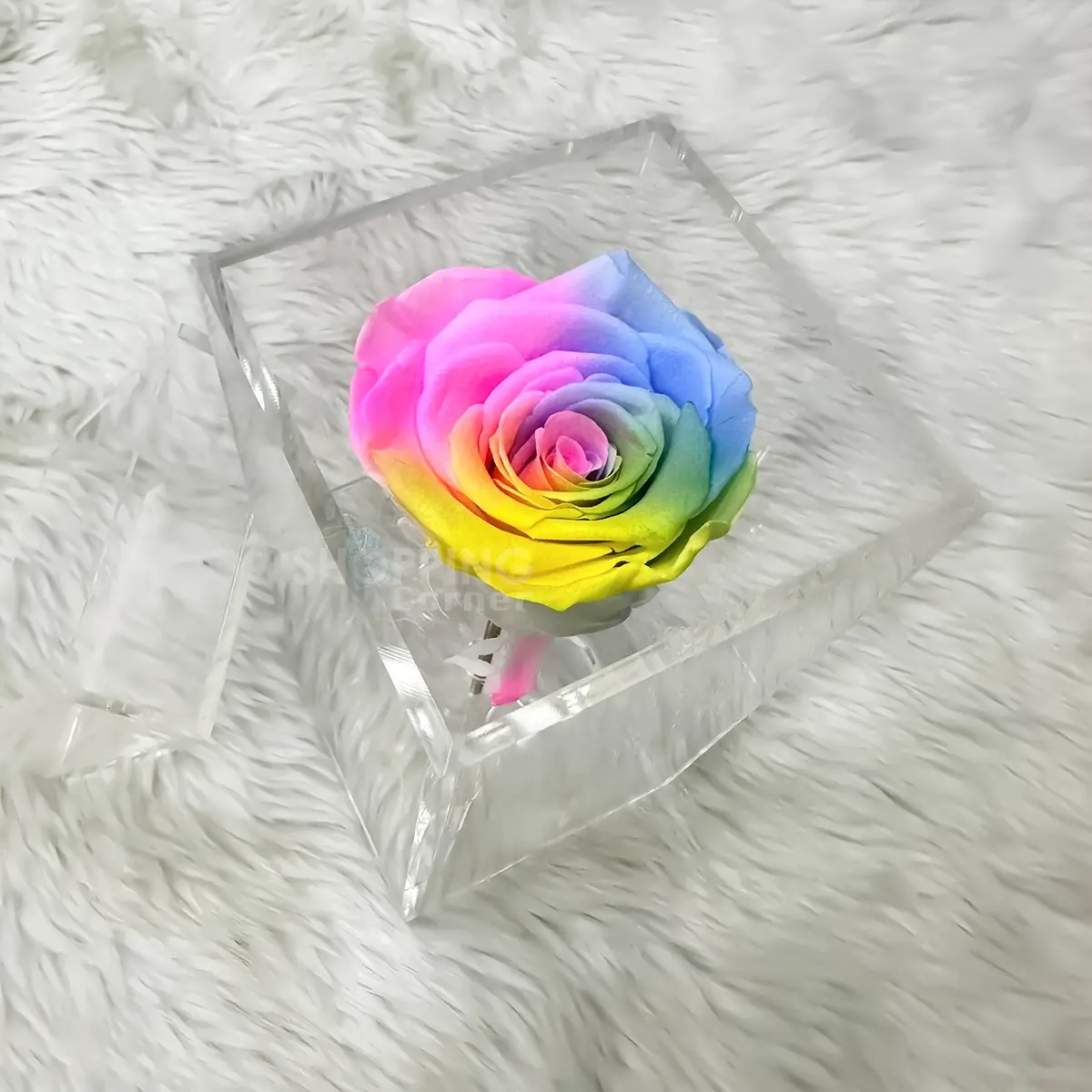 Single Eternal Multi Color Preserve Rose In An Acrylic Box