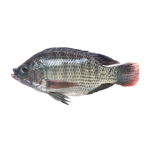 Tilapia Fish