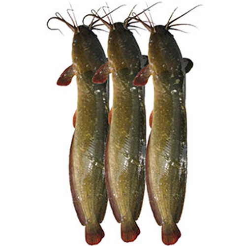 Magur Fish