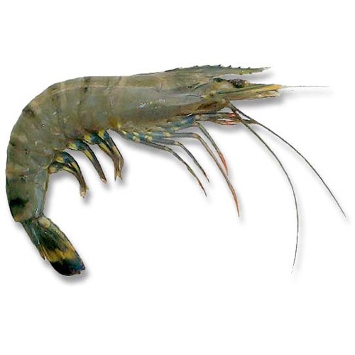 Shrimp