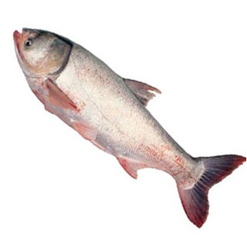Silver Carp