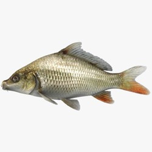Grass carp