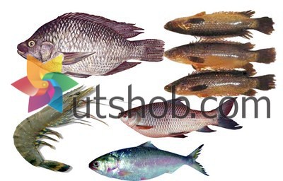 Bazar Shodai 05