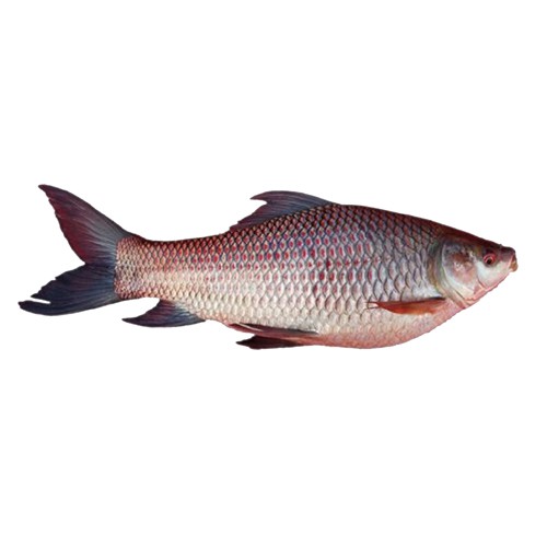 Rohu Fish