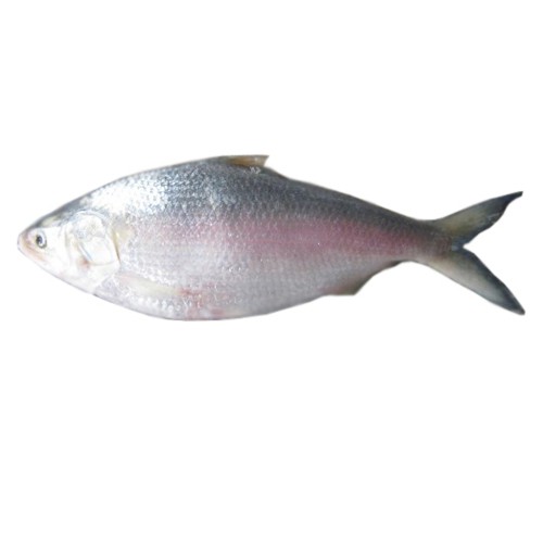 Hilsha Fish