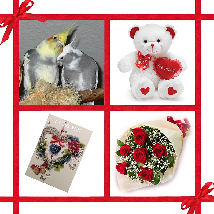 Valentine Couple Bird Combo