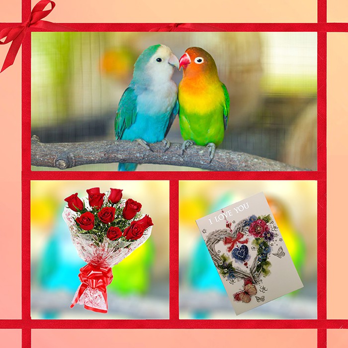 Couple Bird Combo