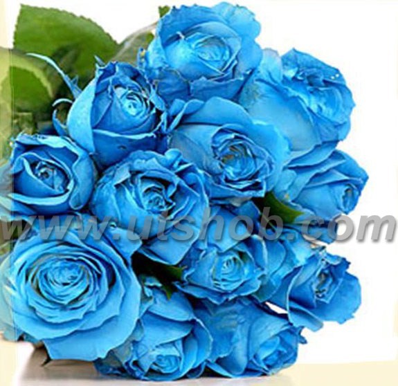 Real Blue Roses