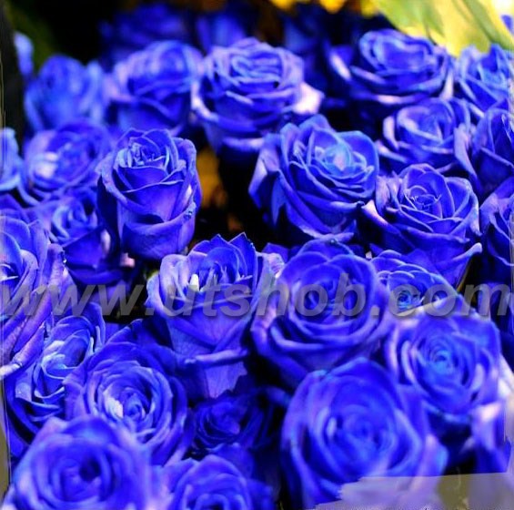 Deep Blue Roses
