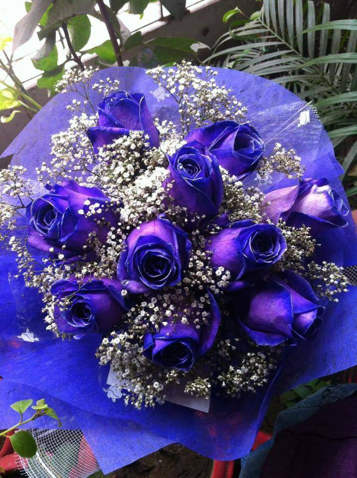 Purple Roses