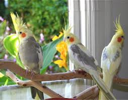 Cockatiel birds