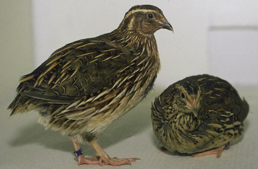 Quail birds
