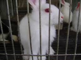 Rabbit