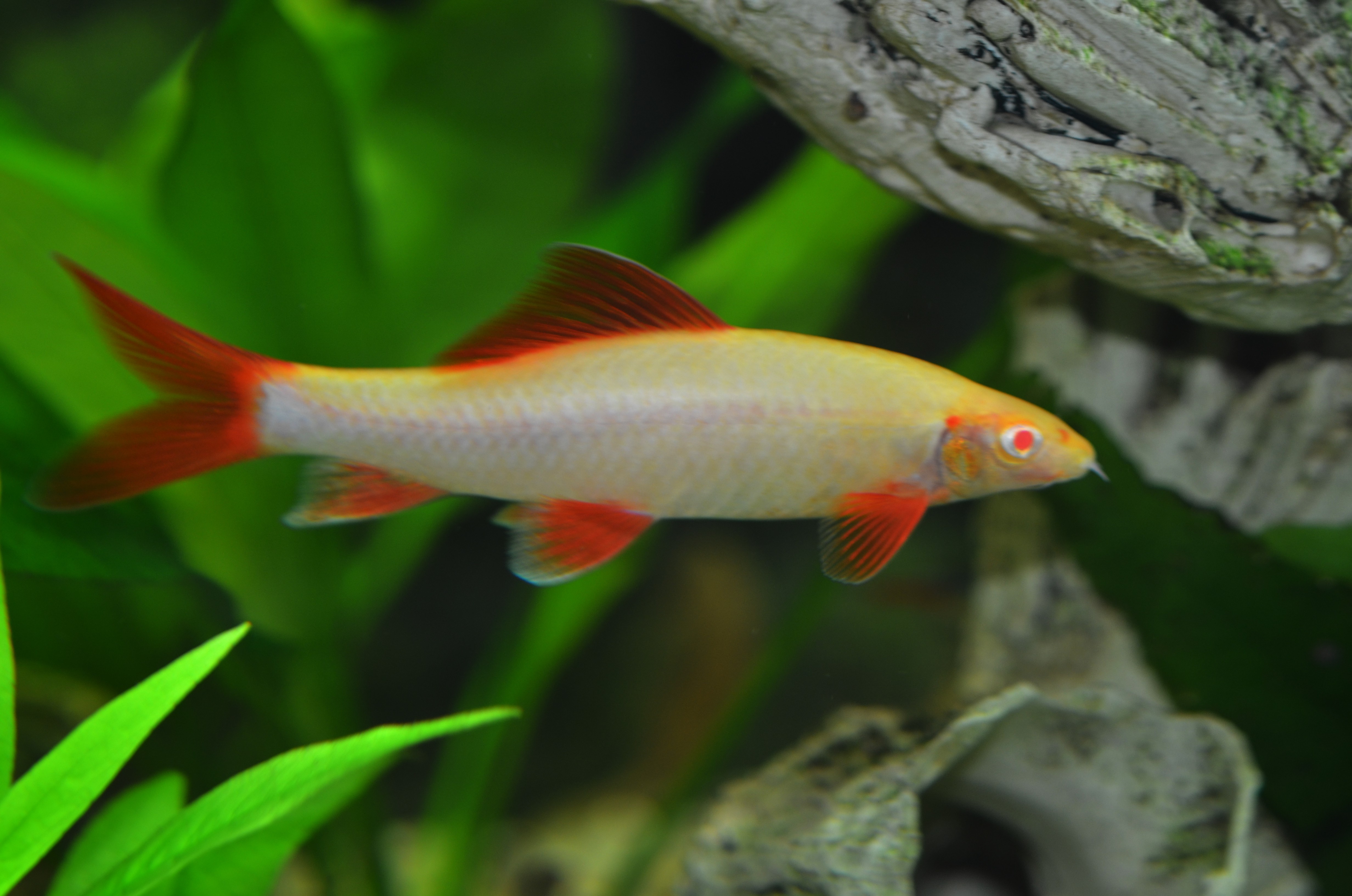 Albino Shark Fish