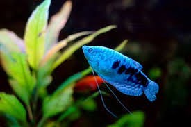 Blue Gourami Fish