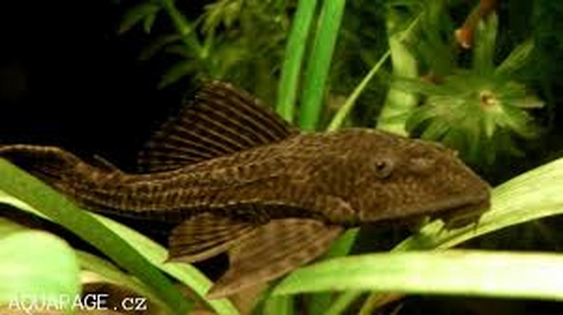 Sucker Fish