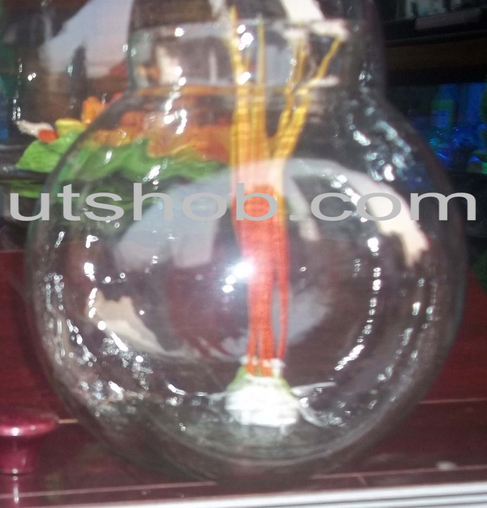 Aquarium0006