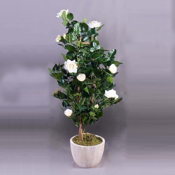White Rose Plant