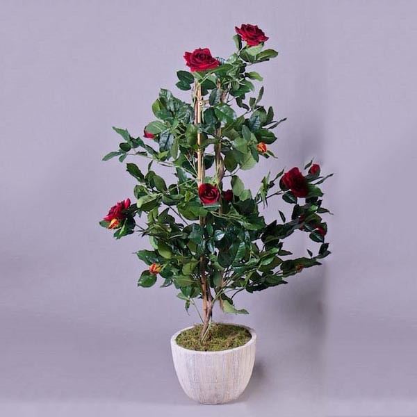 Red Rose Plant