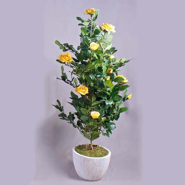 Yellow Rose Plant