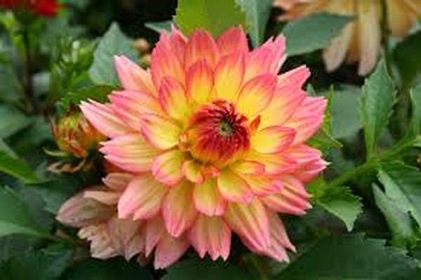 Yellow Dahlia Flower Plant